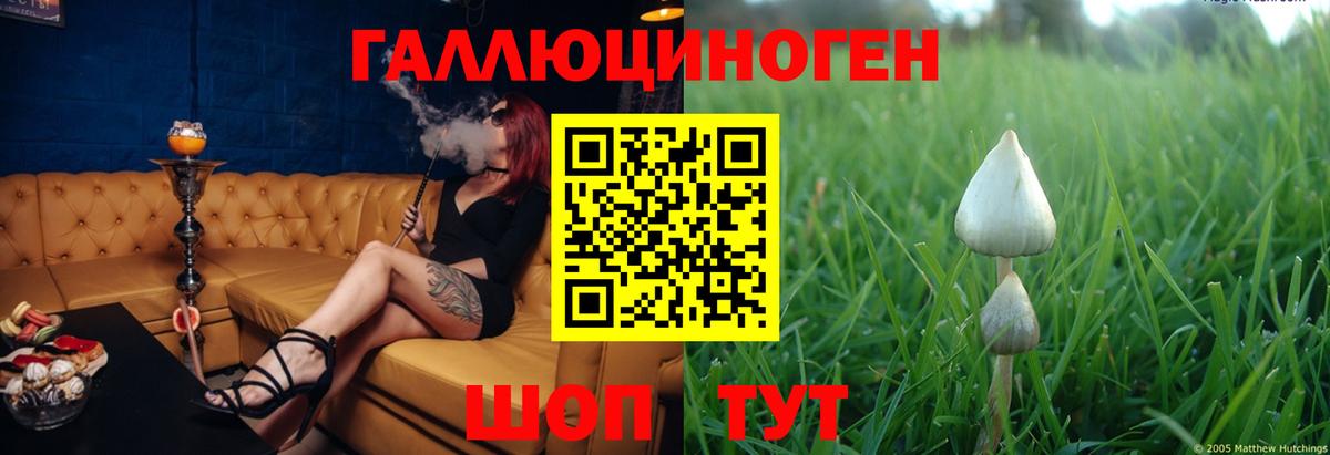 Псилоцибиновые грибы Psilocybe Юрга